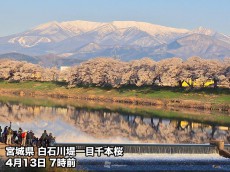 
満開の桜と雪輝く蔵王連峰　東北でも桜見頃に
        