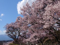 
“天下第一の桜”　高遠城址公園は16日(火)が一番の見頃に
        