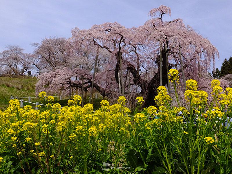 
満開を迎えた三春滝桜
        