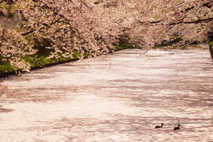 
まるでピンクの絨毯　絶景の青森・弘前公園 花筏
        