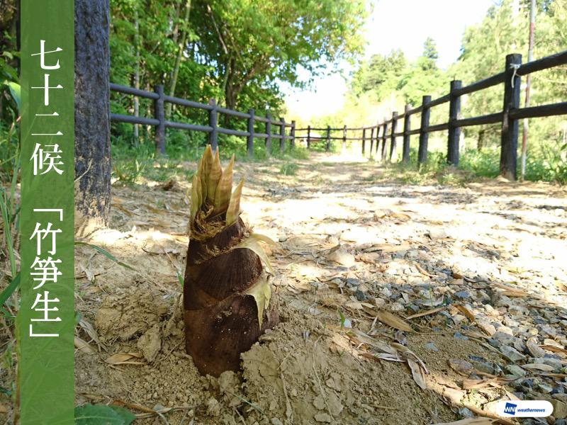 
【七十二候】竹笋生…たけのこが生えてくる頃？
        