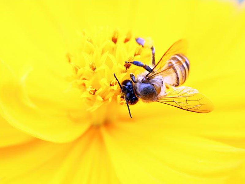 
スズメバチ対策は今の時期が鍵　被害を減らす“女王バチホイホイ”の作り方
        
