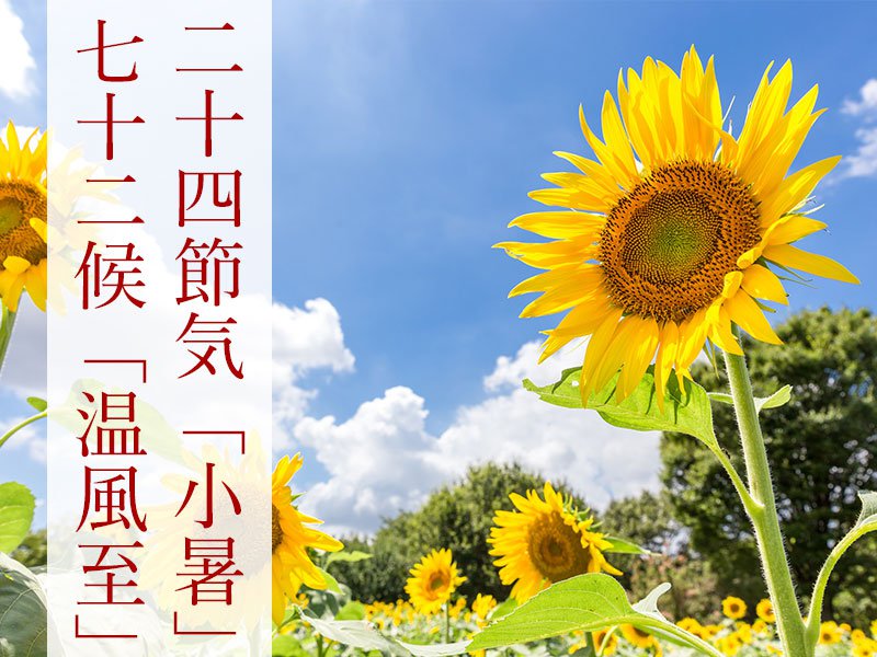 
二十四節気「小暑」七十二候「温風至」　もう少しで本格的な夏に
        