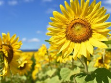 
太陽の花「ひまわり」の様々な秘密とは
        