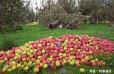 
台風17号 「りんご台風」の進路に類似　農作物への被害が心配
        