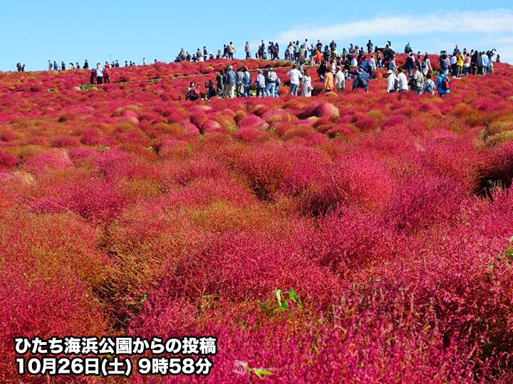 
真紅のコキア　見頃終盤に　茨城・ひたち海浜公園
        