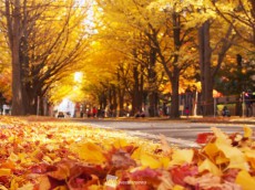 
紅葉シーズンピーク　北海道大学の紅葉絶景
        