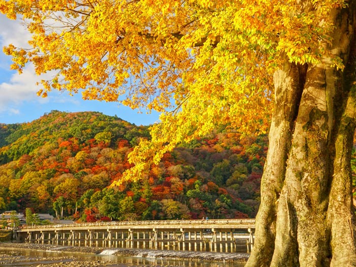 
京都の紅葉は週末ラストチャンスか　寒さ対策は万全に
        