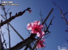 
真冬の中にも春の息吹　沖縄県北谷町でカンヒザクラが開花
        