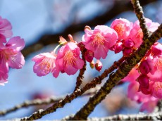 
暖かい寒の内 静岡県では土肥桜の開花進む
        