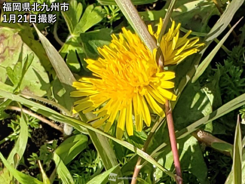 
福岡市でタンポポ開花　統計開始以来最も早く　暖冬の影響か
        