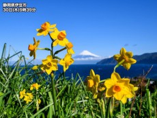 
花々も季節を先取り？太平洋側ではスイセンやレンゲソウが綻ぶ
        