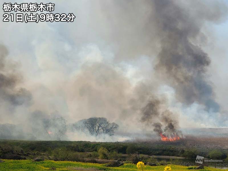 
渡良瀬遊水地で春の風物詩「ヨシ焼き」　穏やかな青空に黒煙上がる
        