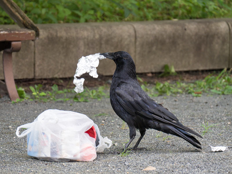 
春はカラスのゴミ荒らしに注意　被害を防止するには？
        