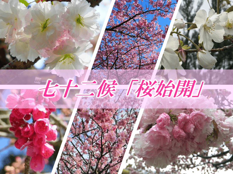 
七十二候「桜始開」　桜の様々な品種をご紹介
        