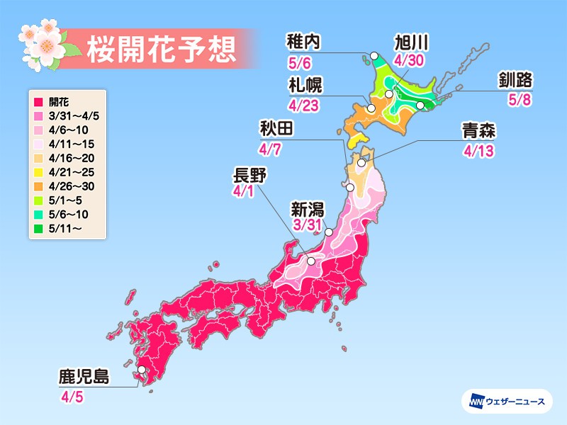 
鹿児島の桜、過去最も遅い開花記録に並ぶ予想 東北・山形と同日か
        