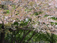 
桜はそろそろ見納め　明日以降は桜流しの嵐に
        