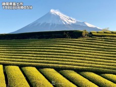 
洗いたての青空に映える白無垢の富士
        