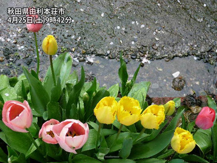 
北日本は夕方から夜にかけて広い範囲で雨や雪
        