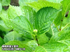 
みどりの日　あじさいの葉も雨で潤う
        