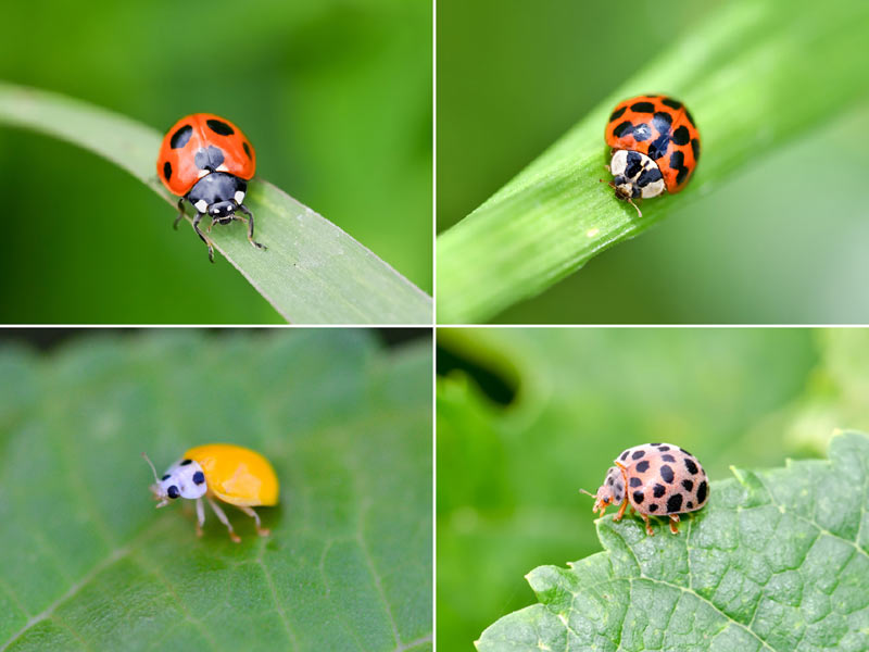 
テントウムシは害虫？ それとも益虫？
        