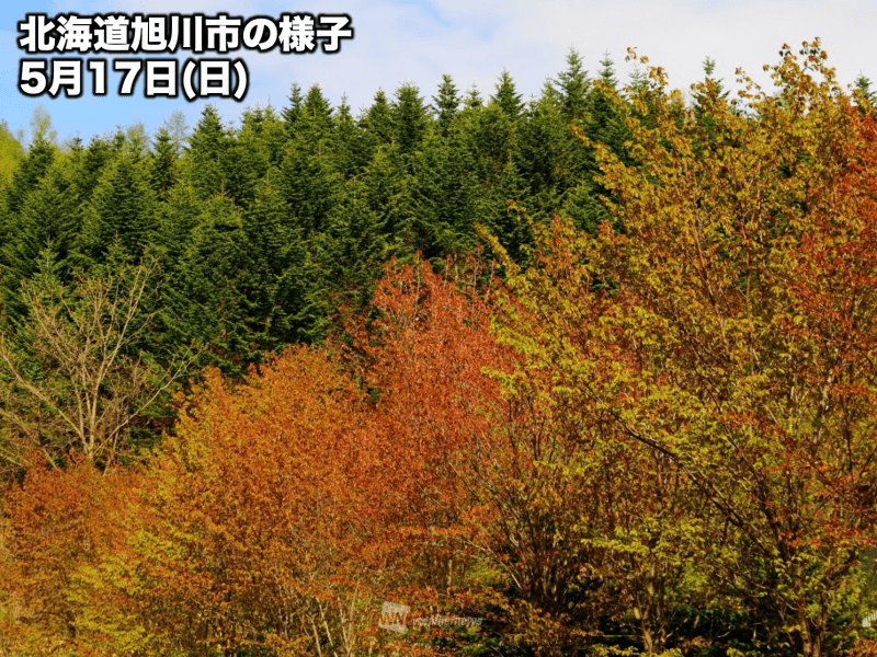 
5月なのに刹那の秋　「春紅葉」が出現
        