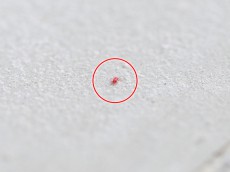 
この時期よく見る小さな赤い虫　その正体は？
        