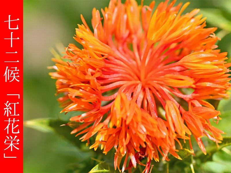 
七十二候「紅花栄」　山形県の県花でもある紅花ってどんな花？
        