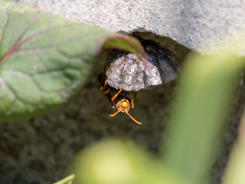
スズメバチの巣づくりの季節　見つけたらどうする？
        