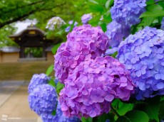 
鎌倉・円覚寺の紫陽花　梅雨空の下で鮮やかに
        