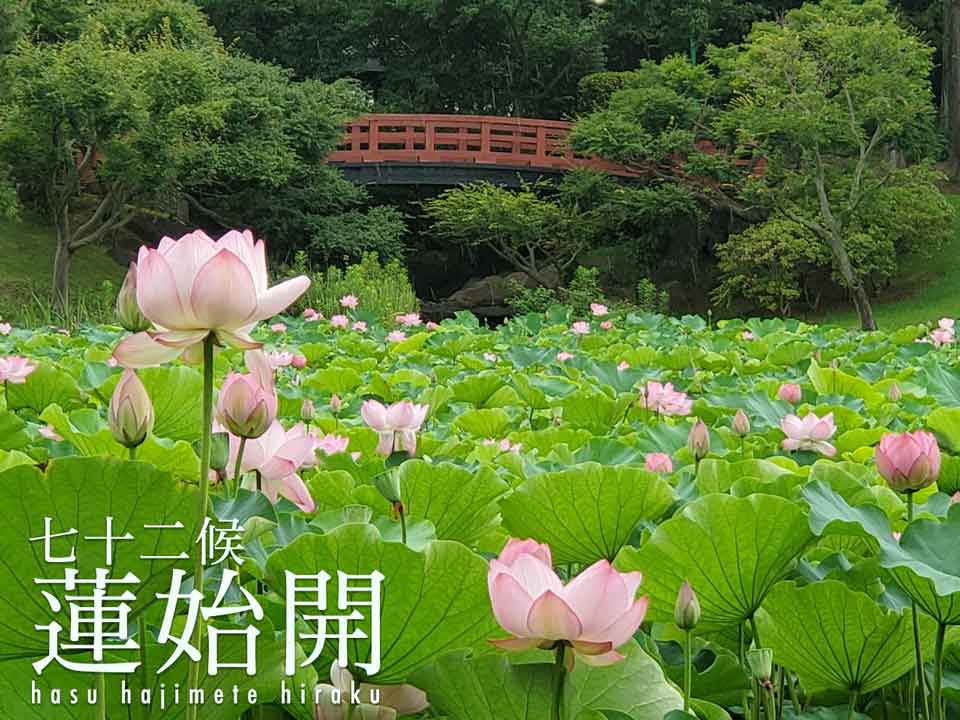 七十二候「蓮始開」　朝に咲くハスの花の魅力