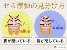 晩夏の風物詩？セミ爆弾の見分け方とは