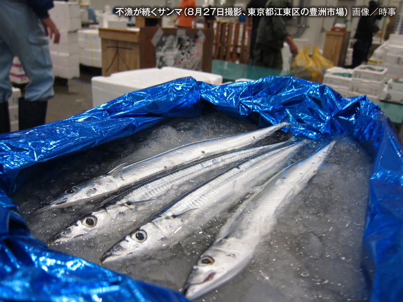 海水温上昇で“秋の魚”が高騰　逆に安くなる高級魚も!?