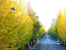 今年は紅葉ドライブ 3連休は東京近郊も見頃へ