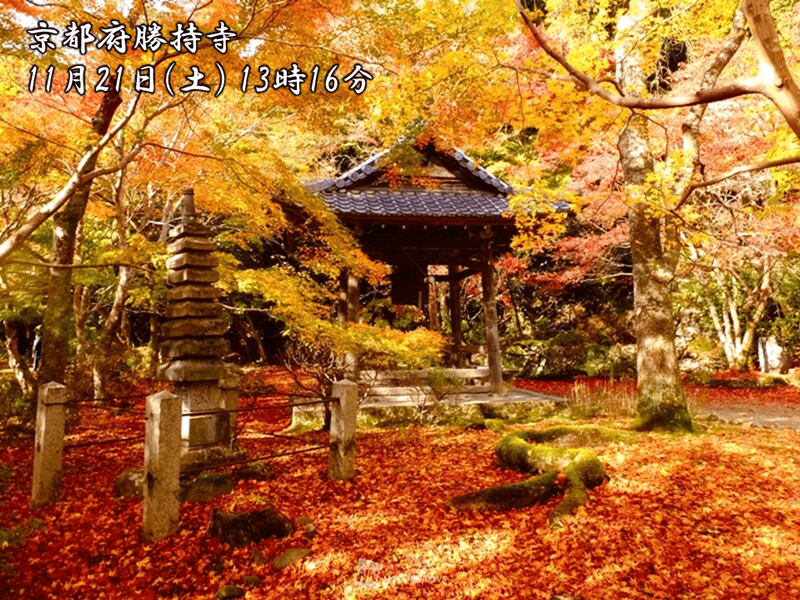 晩秋の古都の彩　嘆息の紅葉絶景