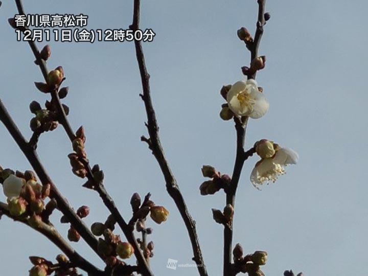 高松で統計開始以来、最も早い梅の開花　近年は年越し前の開花が増加