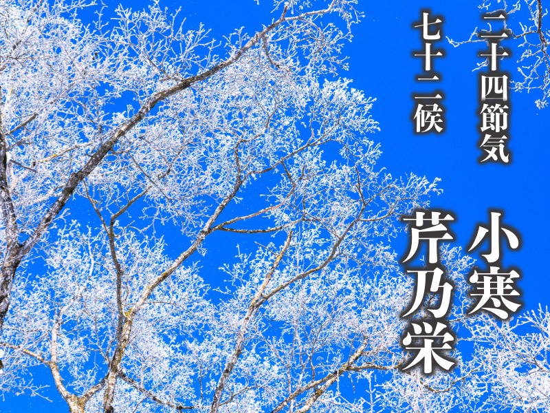 二十四節気「小寒」七十二候「芹乃栄」 今日から“寒の内”