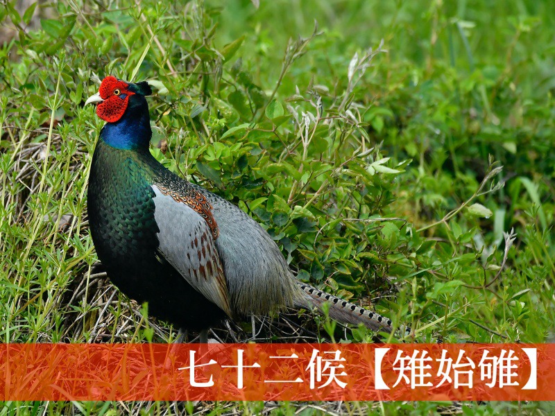 七十二候【雉始雊】　日本の国鳥の強さ