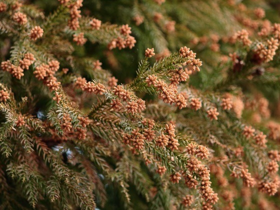 花粉症対策　症状が出る前の今から始める3つの春花粉に向けた情報