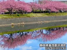 静岡県で河津桜が見頃に　一足先に「サクラサク」