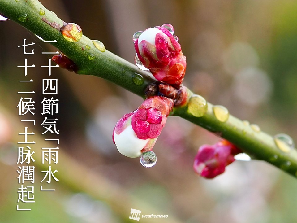 二十四節気「雨水」 冷たい雪から雨へと変わる頃