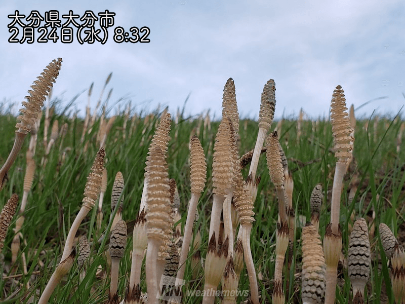 ニョキニョキ...　日差しの温もりでつくしがひょっこり