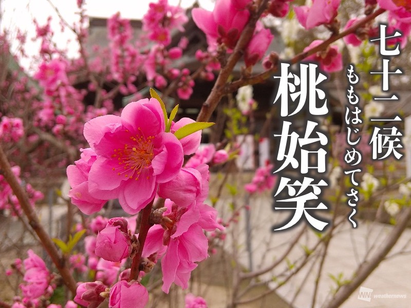 七十二候「桃始笑」　春の花として知られる桜・梅・桃の違いは？