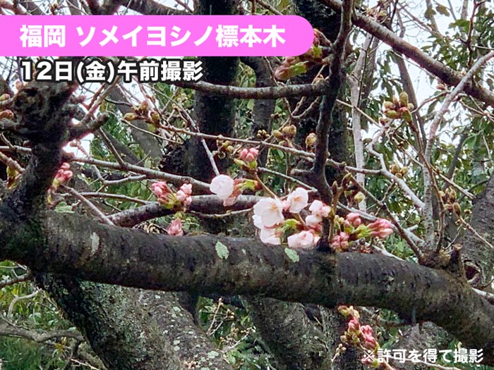 福岡も桜の開花発表　昨日の広島に続き観測史上最も早い開花