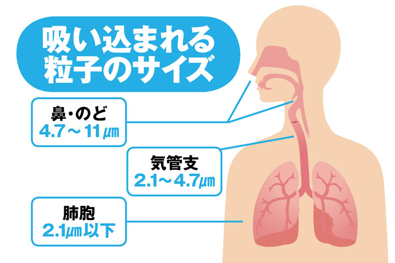 黄砂などで「花粉爆発」　喘息など重症化も