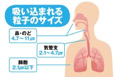 黄砂などで「花粉爆発」　喘息など重症化も