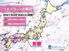京都で桜が開花　観測史上最も早い記録