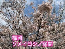 福岡で桜満開　ソメイヨシノ満開は全国トップ　開花と同様、最も早い記録