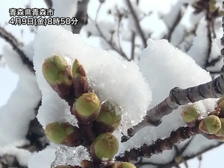 春の雪で北日本は季節逆戻り　山沿いは午後も積雪増加に注意