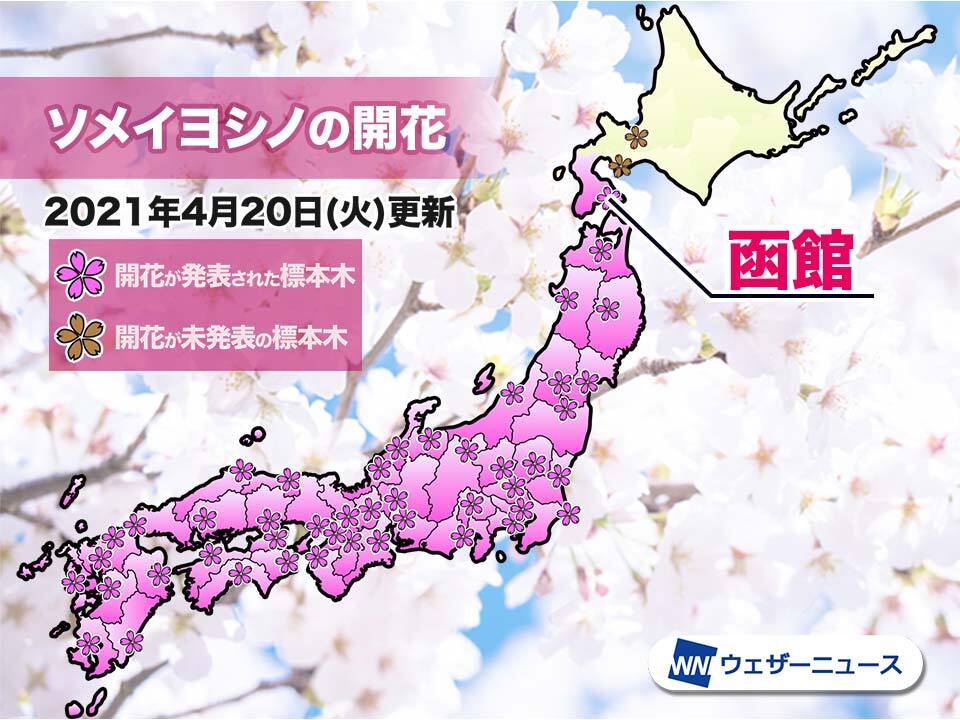 函館でソメイヨシノ開花　桜前線は北海道を北上